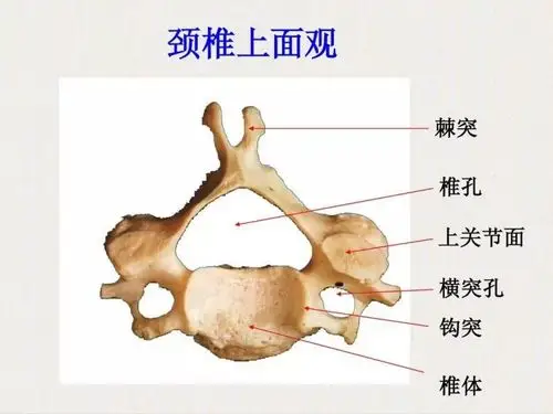 写美篇颈椎主要结构包括椎体,横突,棘突,和胸腰椎相比,它的椎体更小