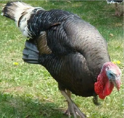 军曼供应商直销火鸡(贝蒂娜 青铜 尼古拉)及种鸡 鸡苗