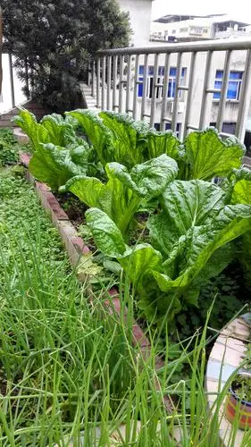 建阳美食之水南芥菜