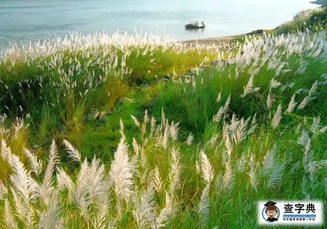 八年级语文芦花荡教案设计