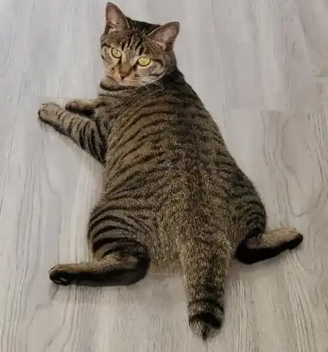 猫咪尾巴会说话(12)