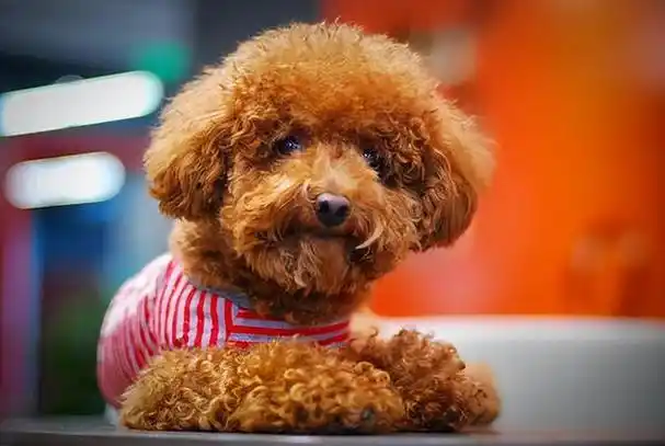 大泰迪犬图片,有种很大的泰迪熊是什么狗(是它饲养率上升的原因)