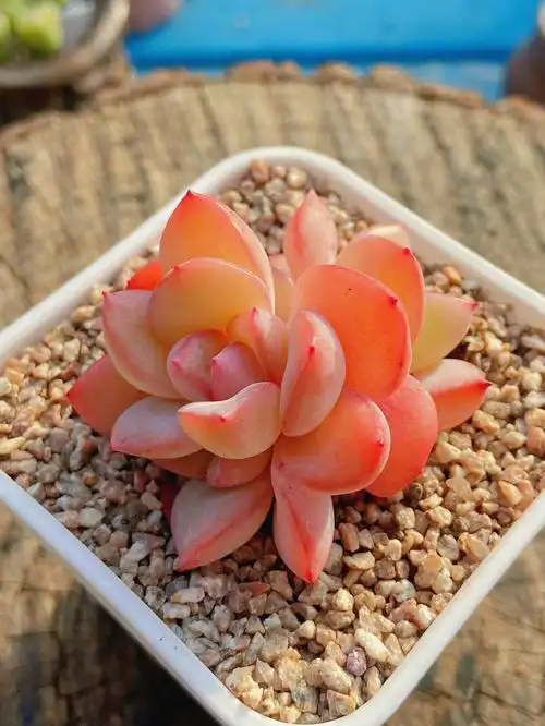 白底叶片上有着红色晕染,就像奶油与草莓的完美碰撞,丝丝入扣#多肉