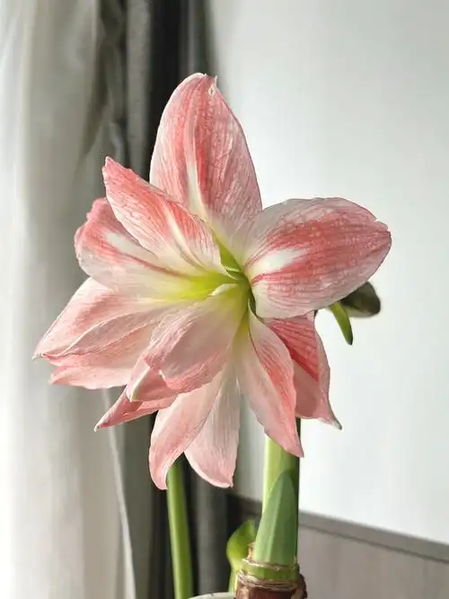 期待早日化身图三卖家秀的神颜#朱顶红  #进口朱顶红  #超级黛丝