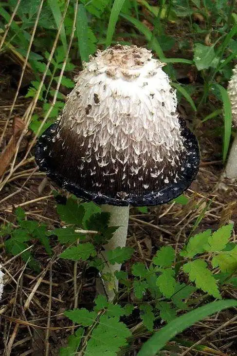 毛头鬼伞拉丁学名又名鸡腿菇,是我国北方春.