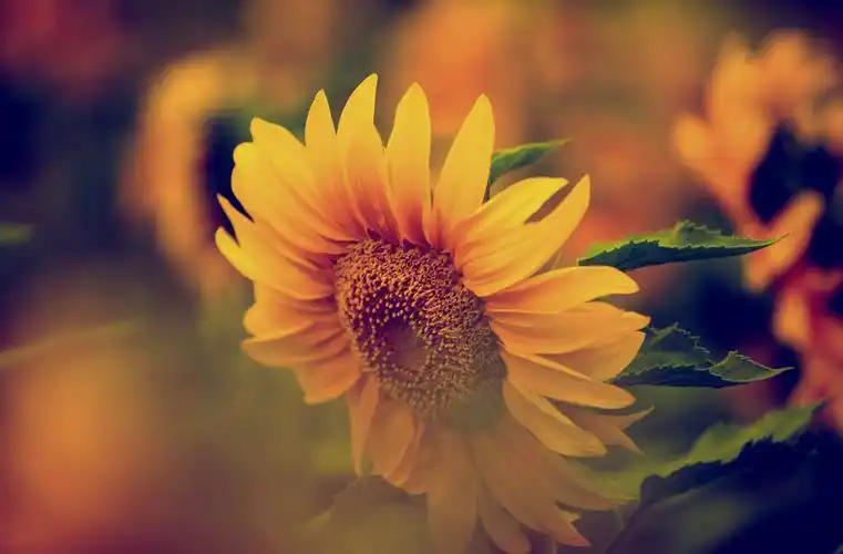 夏天的花之向日葵