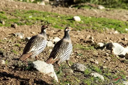 藏雪鸡平安吉祥藏雪鸡贺图2获首页精华