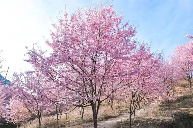动物森林 · "樱"你而来|大田仙居山樱花盛放在即!
