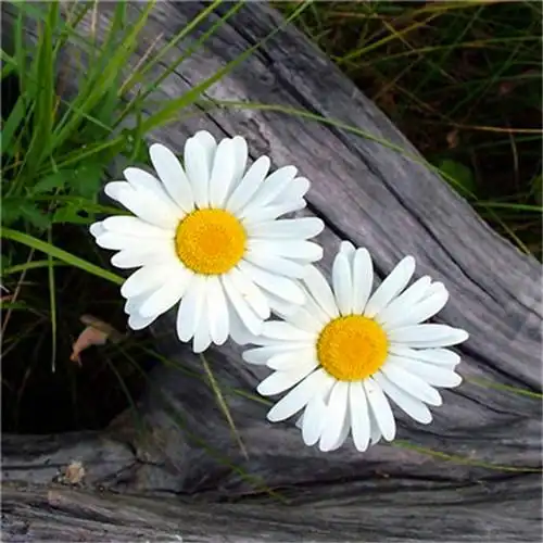 超好看头像简单独特 高清耐看独特好看的头像图片高清_微信头像_头像