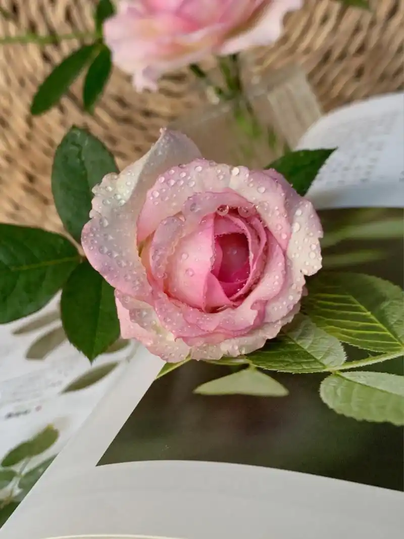 切花月季 乐天派玫瑰 仙仙的颜值 夏天里也开的很好吖 乐天派玫瑰