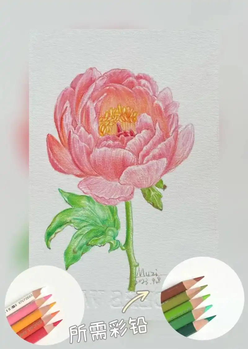 芍药花的绘画步骤图来啦!#彩铅画画入门教程 - 抖音