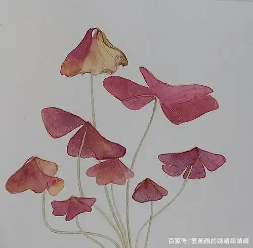 水彩植物手绘,紫叶酢浆草