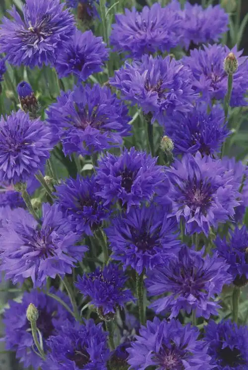 无人,竖图,俯视,室外,特写,白天,幸福,花海,花圃,美景,植物,叶子,盛开