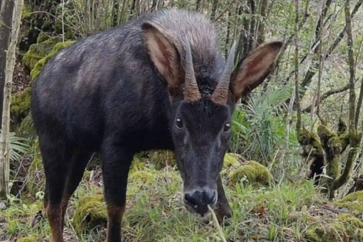 酷似麒麟的瑞兽中华鬣羚长啥样?别名:四不像,苏门羚.主要活动于海拔10