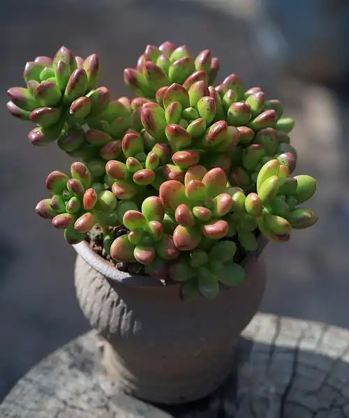 丸叶松绿多肉植物大株群生多头易成活肉肉绿植盆栽花卉丸叶松绿大株散