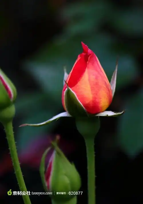 手绘玫瑰花背景 素材公社 tooopen com