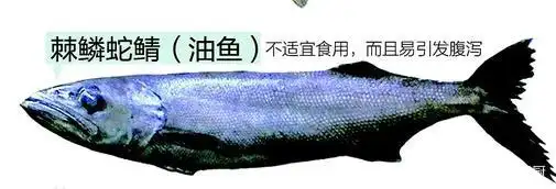 买鱼时,注意区分"油鱼"和"鳕鱼",老渔民的经验,很实用