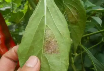 辣椒叶霉病的发病规律和用农药霉止速净喷雾厂家直邮