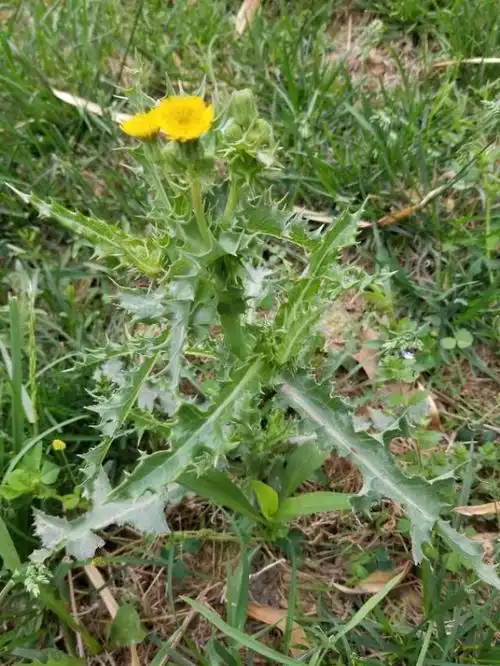 花叶滇苦菜的作用与功效,花叶滇苦菜的作用与功效是什么(农村山上这
