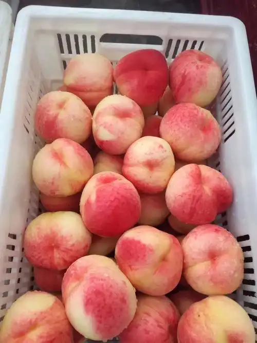 粉粉嫩嫩的桃子喜欢吗