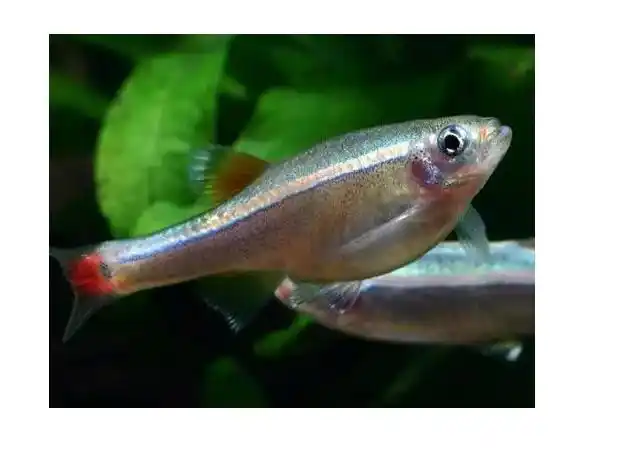 白云金丝鱼好养么?