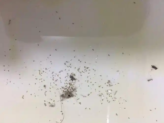 前天主卧突然出现这种密密麻麻的小虫子,针尖儿大小,不细看以为是灰尘