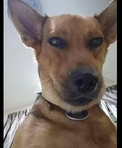 狗狗玩主人的手机,结果意外拍下几张自拍照,真的是直男表情呀!