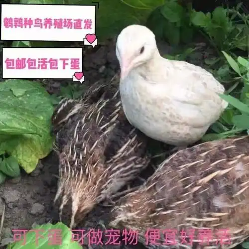 白羽7元/只(35天左右)淘汰鹌鹑4元/只266鸽子代发价格€鸽子2只45元