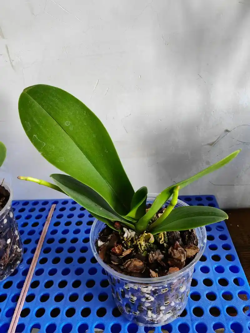 抽出花箭时,像是出征的勇士,勇往直前.花苞 - 抖音