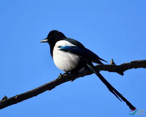 喜鹊