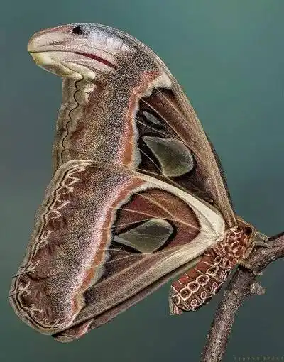 世界上最巨大的蛾皇蛾