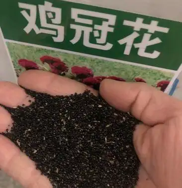 鸡冠花种子30斤一袋为一斤