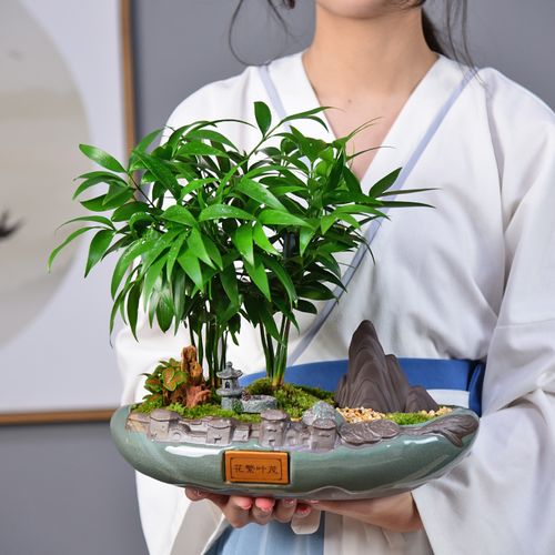 自然空间旗舰店的优惠券大全—竹柏平安竹子盆栽植物客厅办公室内桌面