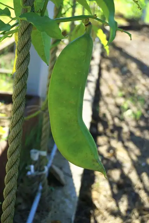 魔豆刀豆四季豆辰山植物园红刀豆花开盛夏