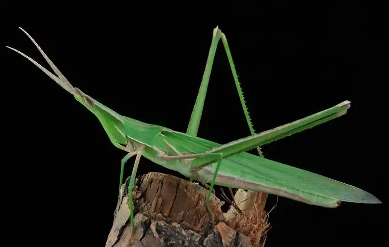 秋日趣事——捉蚂蚱