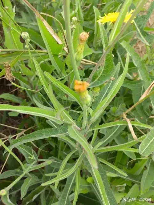 长裂苦苣菜丨俗称苣荬菜,曲曲菜,很像蒲公英的一种宝藏野菜