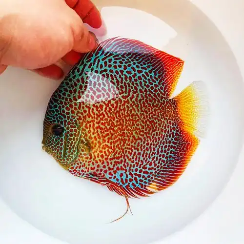 七彩神仙鱼价格(七彩神仙鱼价格表)_大全-幸福起航