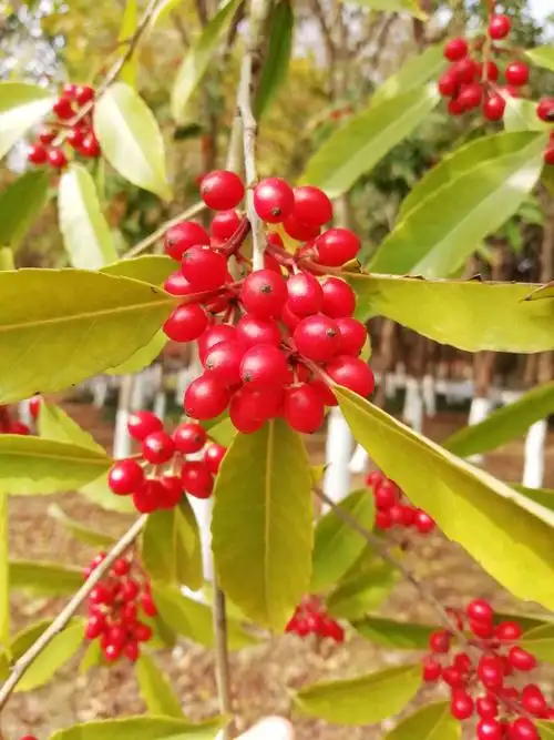 红豆生南国,春来发几枝,愿君多采撷,此物最相思!