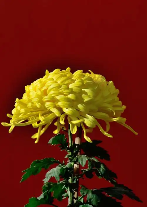 全幅菊花在中国红的衬托下,更鲜更艳更香