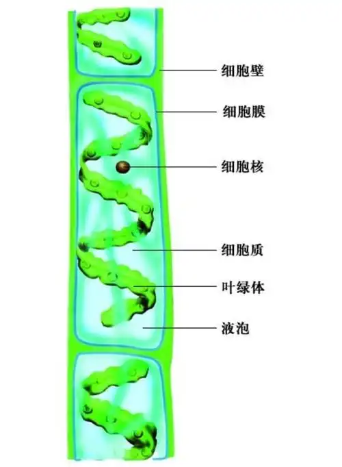 一个水绵细胞有几个叶绿体?