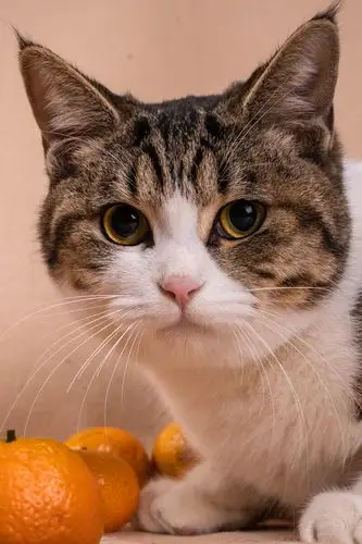 狸花猫的生活日记一起来数小胡子