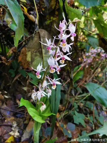 野生虾脊兰  笔者拍摄