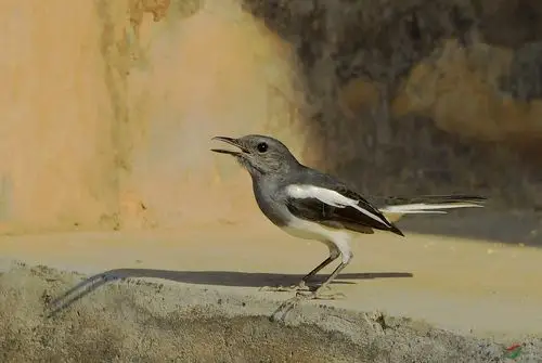 广东拍鸟之7-鹊鸲