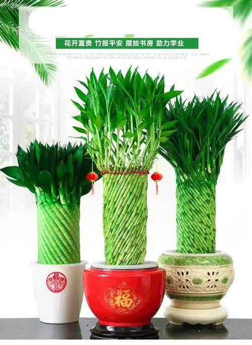 文昌竹乔迁带礼富贵竹植物水养文昌竹客厅室内四季大型绿植花卉盆栽初