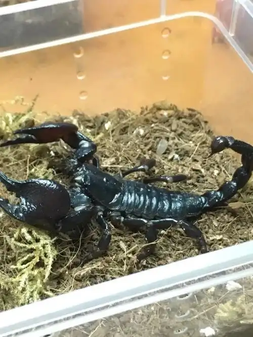 坦桑尼亚红爪帝王蝎