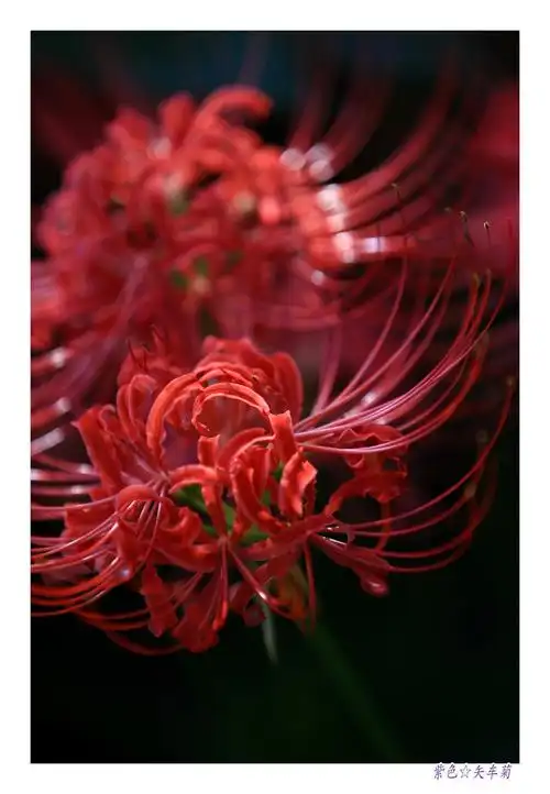 我在彼岸,守着下一站一一关于彼岸花的另一个说法