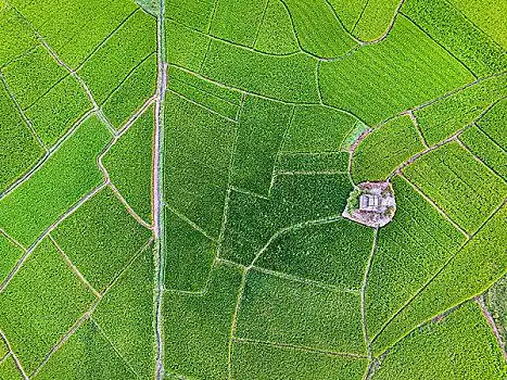 水田绿树图片_水田绿树图片大全_水田绿树图片素材