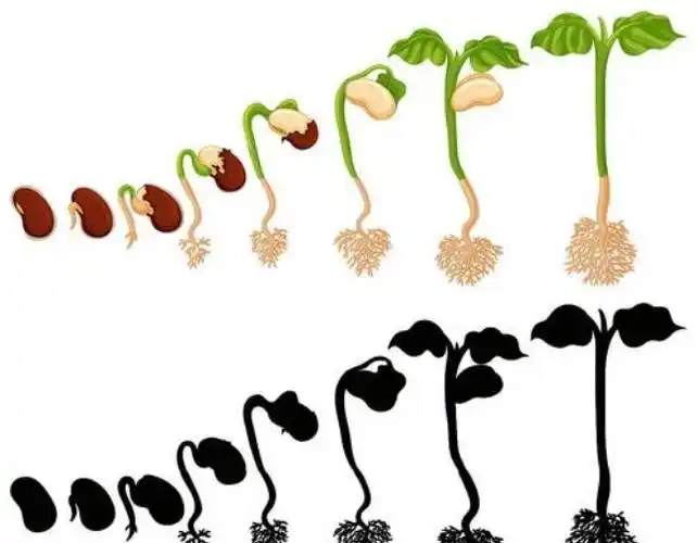 豇豆宝宝成长记--西门小学三(6)班吴方羽