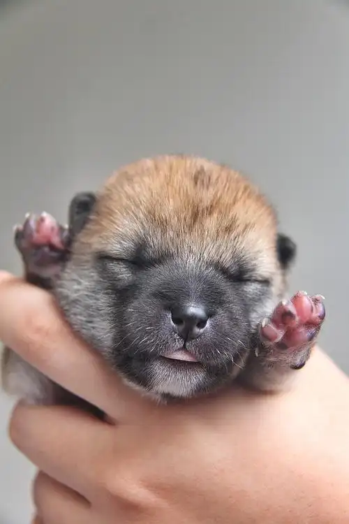 家里的柴犬生小宝宝了