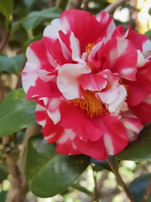 园博园内茶花怒放